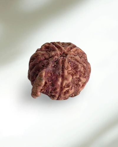 Ganesh Rudraksha Beads - Color: Brown