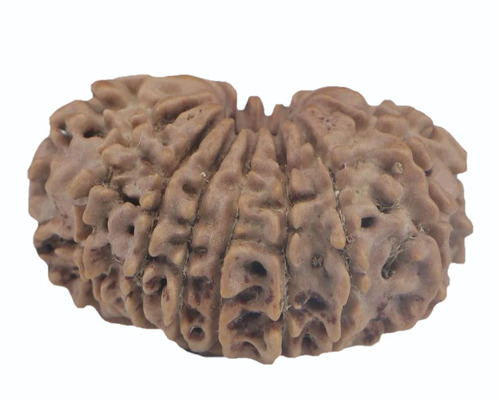 Natural Brown Oval Shape 14 Mukhi Nepali Rudraksha Beads - Design Type: Sacred