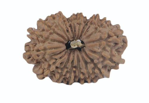 Natural Brown Oval Shape 19 Mukhi Nepali Rudraksha Beads - Design Type: Premium