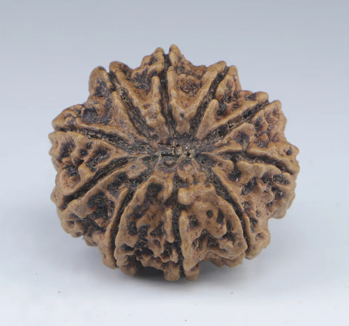 Natural Brown Round Shape 10 Mukhi Nepali Rudraksha Bead - Design Type: Traditional