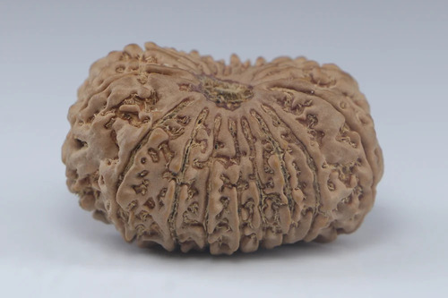 Natural Brown Round Shape 16 Mukhi Rudraksha Nepali Bead - Design Type: Religious