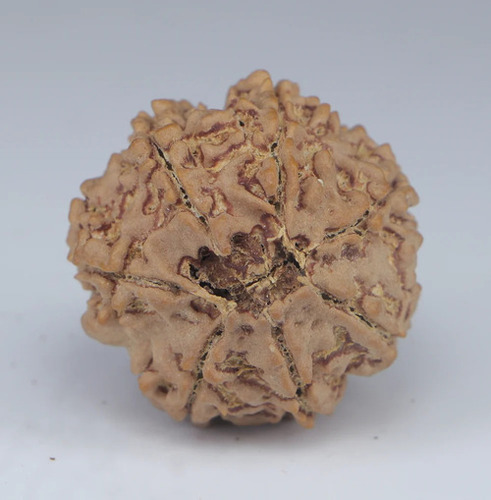 Natural Brown Round Shape 7 Mukhi Nepali Rudraksha Beads - Design Type: Religious