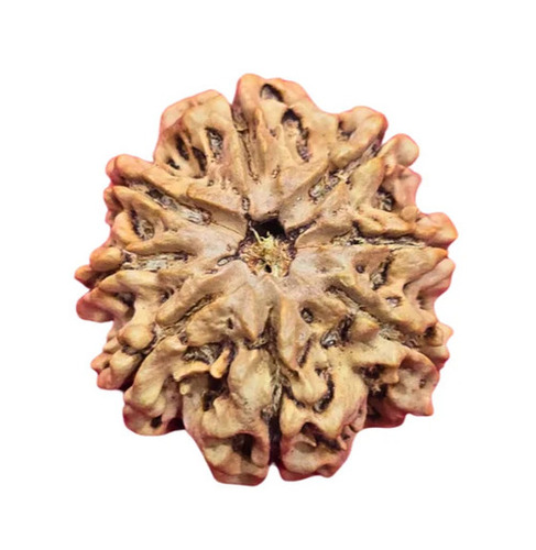 Natural Brown Round Shape 8 Mukhi Nepali Rudraksha - Design Type: Traditional