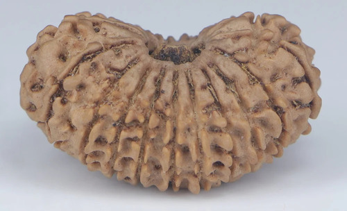Natural Light Brown 20 Mukhi Nepali Rudraksha Beads - Design Type: Premium