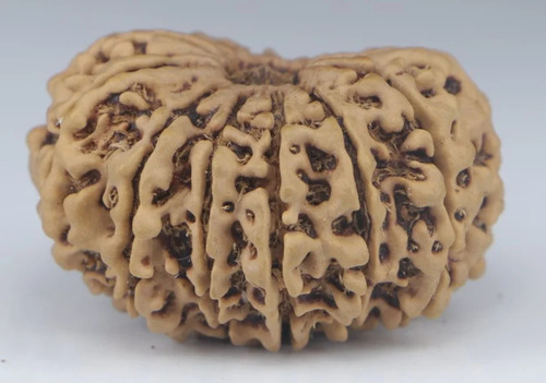 Natural Light Brown Round Shape 13 Mukhi Nepali Rudraksha Bead - Design Type: Religious