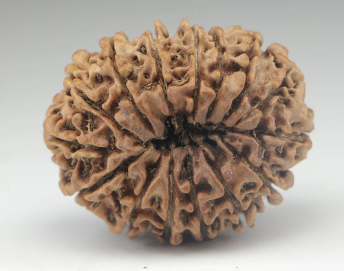 Natural Light Brown Round Shape 15 Mukhi Rudraksha Nepali Beads - Design Type: Sacred