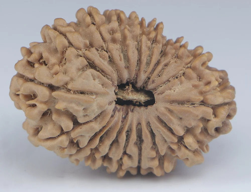 Natural Oval Shape Browny 18 Mukhi Nepali Rudraksha Bead - Color: Brown