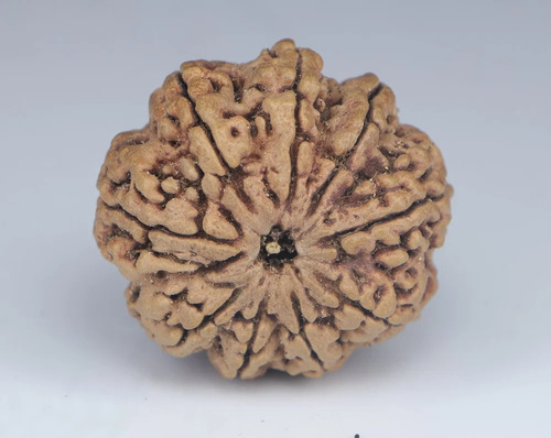 Natural Round Shape Browny 9 Mukhi Nepali Rudraksha Beads - Color: Brown