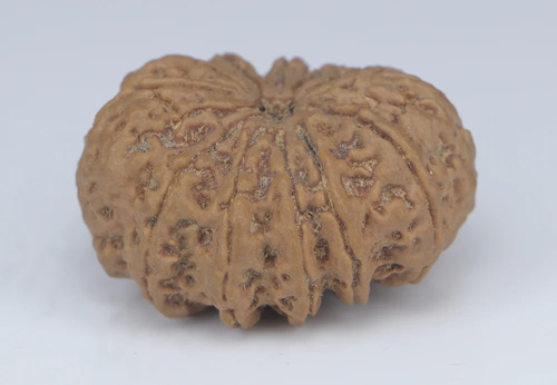 Natural Round Shape Nepali Bead Of 12 Mukhi Rudraksha - Color: Brown