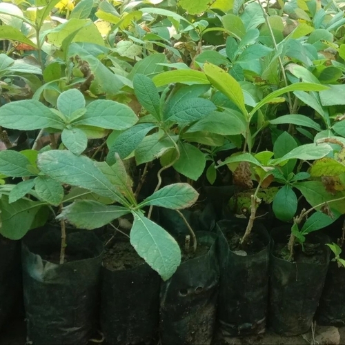 Pest Resistant Sagwan Plant