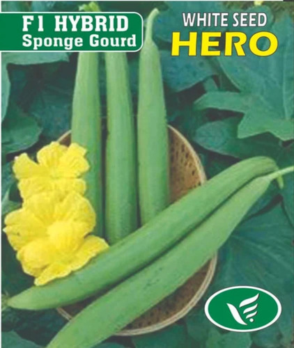 Sponge Gourd F1 Hybrid