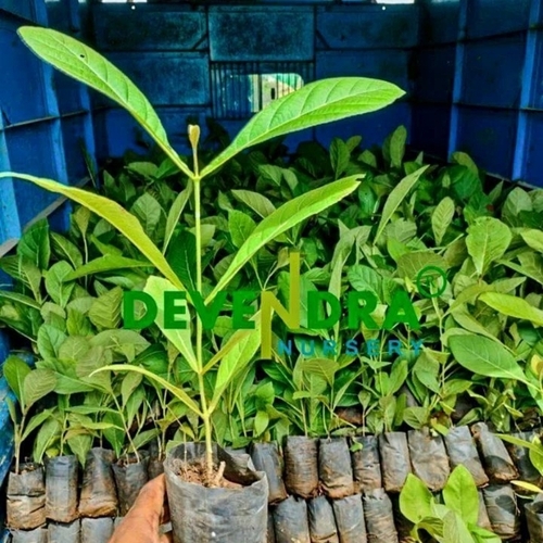 Burma Teak Plants 