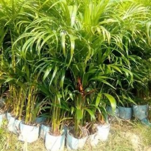 Erica Palm Plant