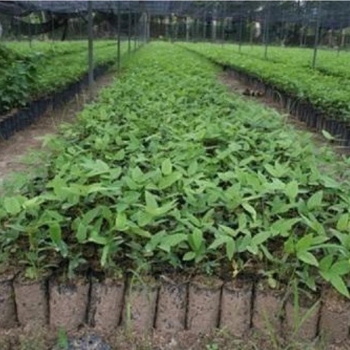 Tissue Culture Teak Plants