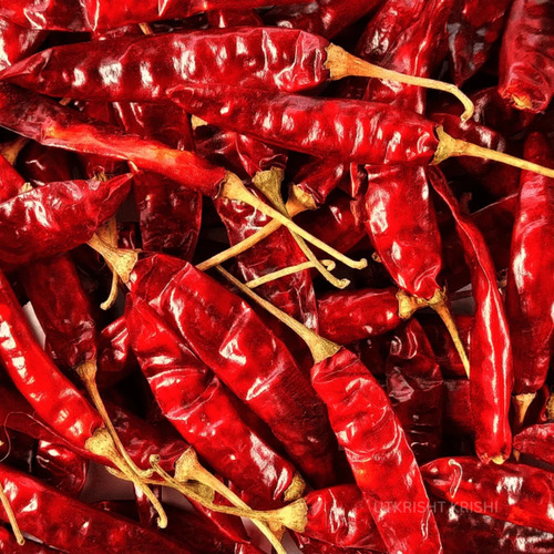 A Grade 341 Red Chilli