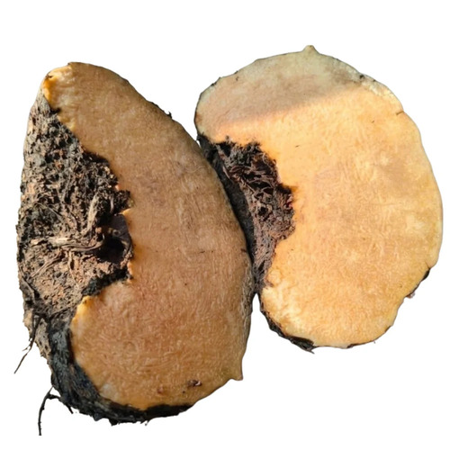 A Grade Andhra Fresh Elephant Foot Yam