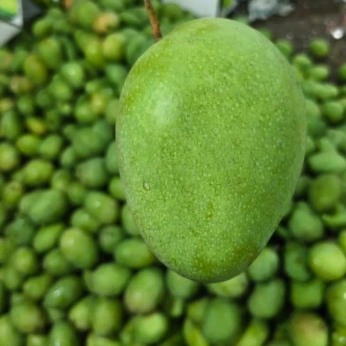 A Grade Badami Mango