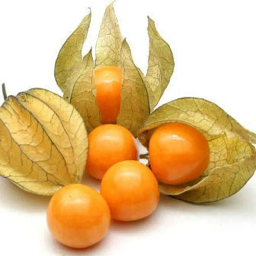 A Grade Cape Gooseberry