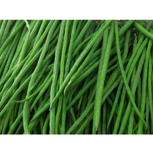 A Grade Fresh Drumstick Vegetable