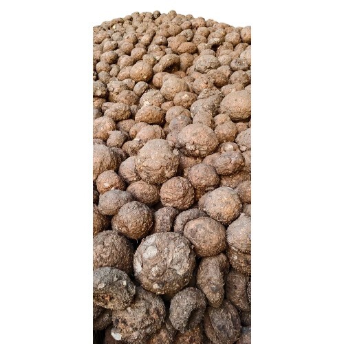 A Grade Maharashtra Fresh Elephant Foot Yam