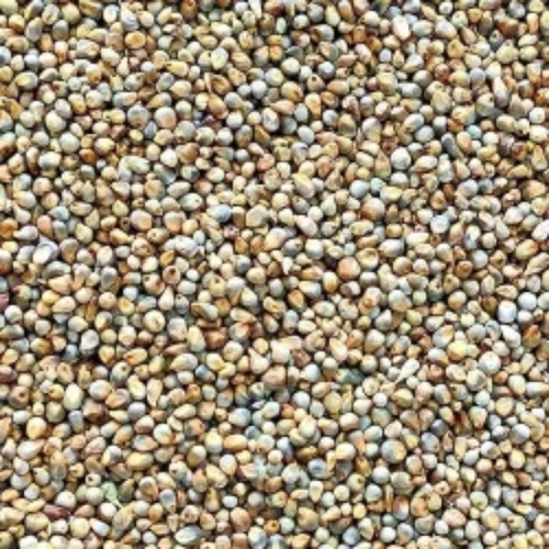 Bajra Seeds
