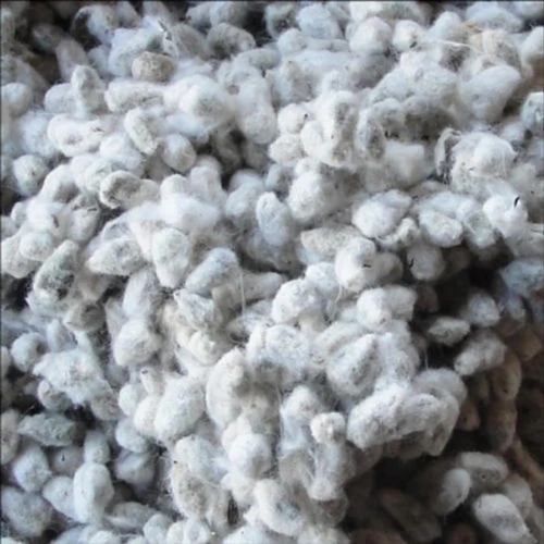 Cotton Seed