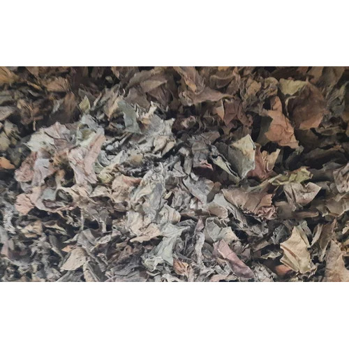 Export Quality Dry Betel Leaves