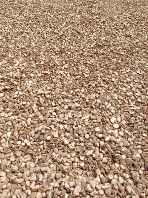 Premium Sun Dried Hand Cut Zedoary Root Slices