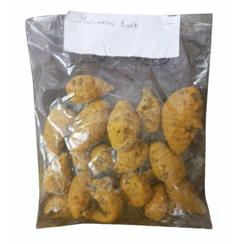 Salem Turmeric Bulb
