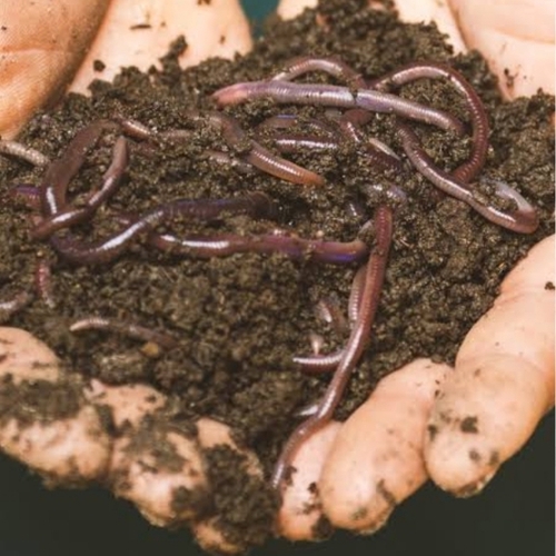 Organic Vermi Compost