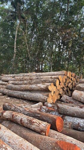 import teak wood logs