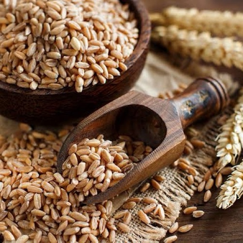 Wheat Grain