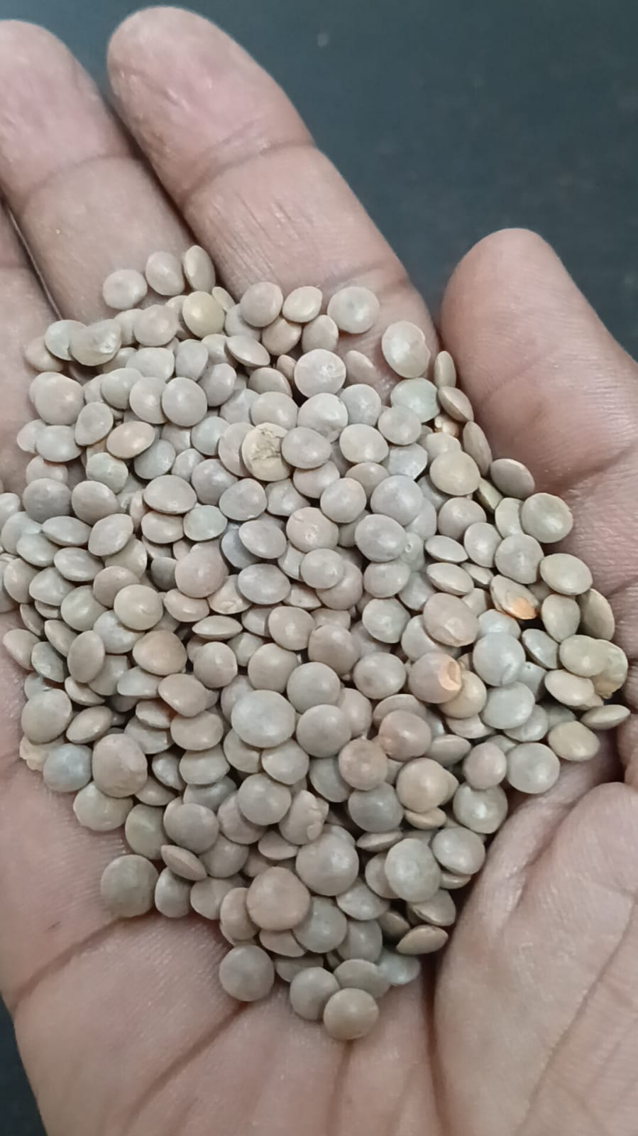 Whole Masoor Dal - Air Pressure: 1 Pa