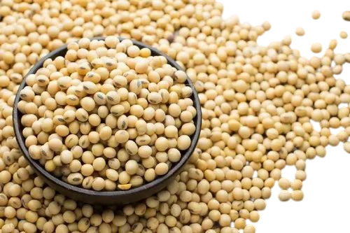 Dry Soybean Seeds