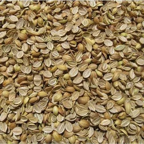 Eagle Plus Split Coriander