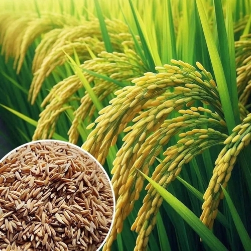 Paddy Seeds