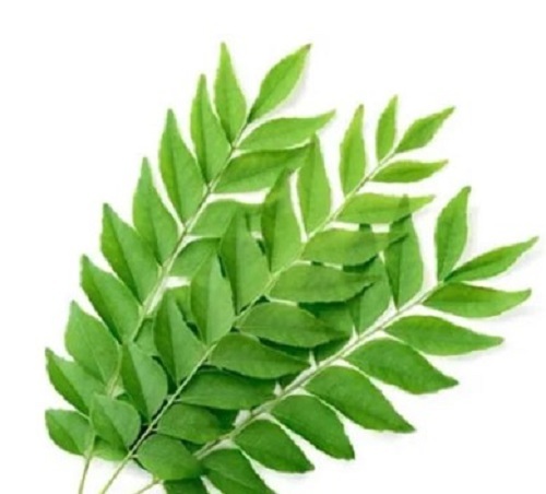 Fresh Curry Leaves