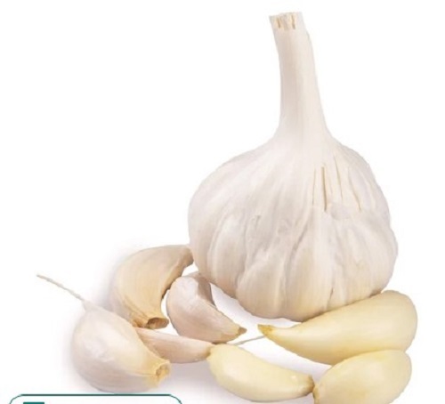 Fresh White Garlic