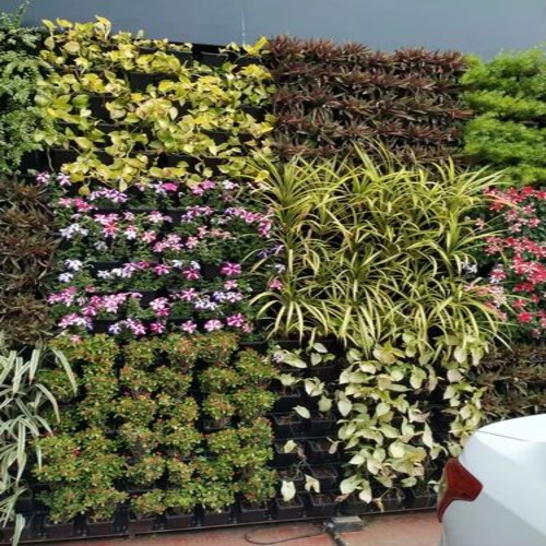 01 Decorative Indoor Plants