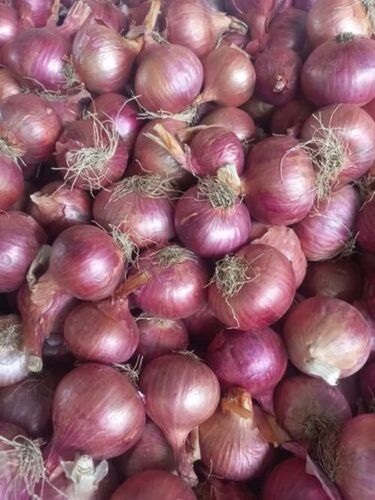 Garwa Onion - Cultivation Type: Common