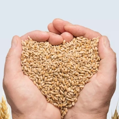 Nutrient Rich Wheat Grain