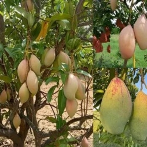 Mango Fruit