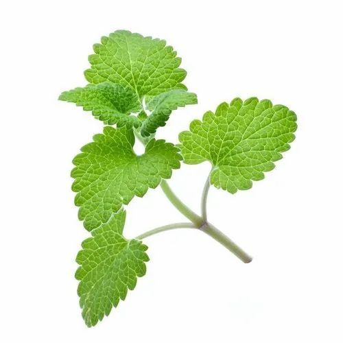 Catnip Essential Oil