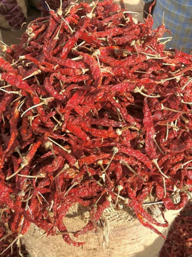Dry Red Chilli Sygenta 5531