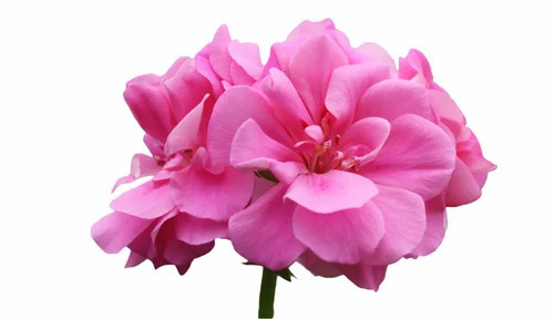 Geranium Essential Oil