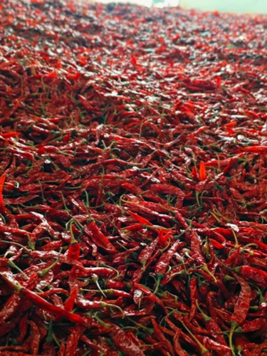 Hot Guntur Dried Long Red Chilli Sanam 334