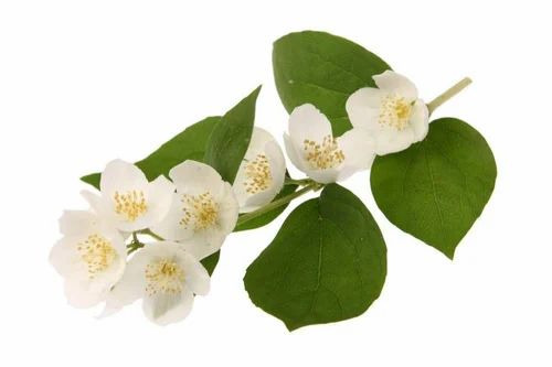 Jasmine Oil Grandiflorum - 1kg to 180kg Bottle | 100% Pure, Flower Bud Extract, For Adult Women, Aromatherapy