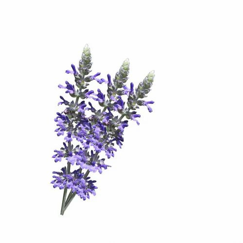 Lavender Oil India