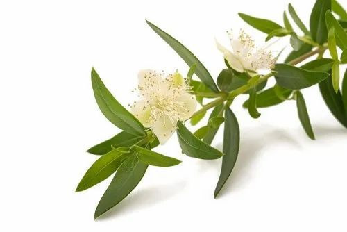 Lemon Myrtle Oil