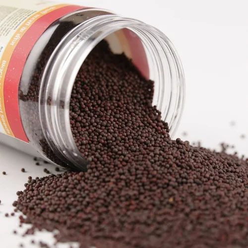 Mustard Seeds Rai Sarson
